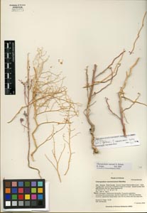 Herbarium Sheet of 